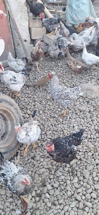 Puicuțe și cocoșei de anul acesta