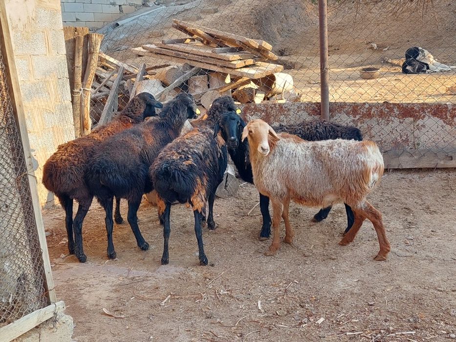 Семіз жем жеп тұрған бойдақ қойлар сатылады.  Сойып береміз