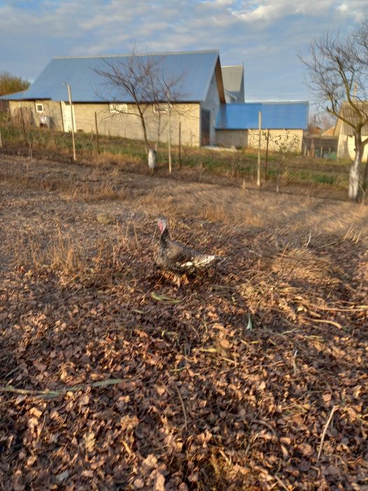 Curci si curcan crescuti in gradina