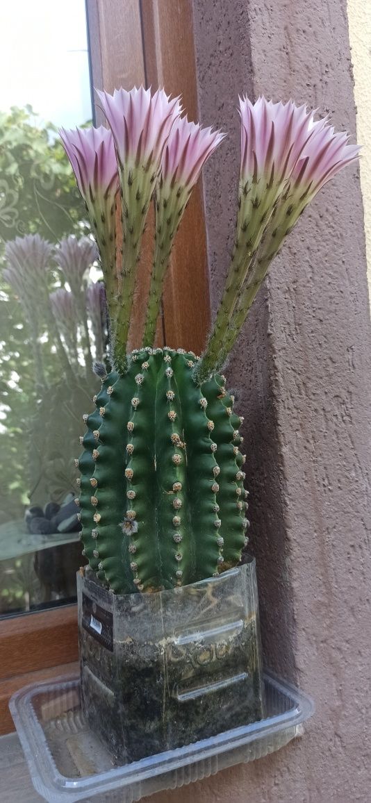 Cactus     30 cm