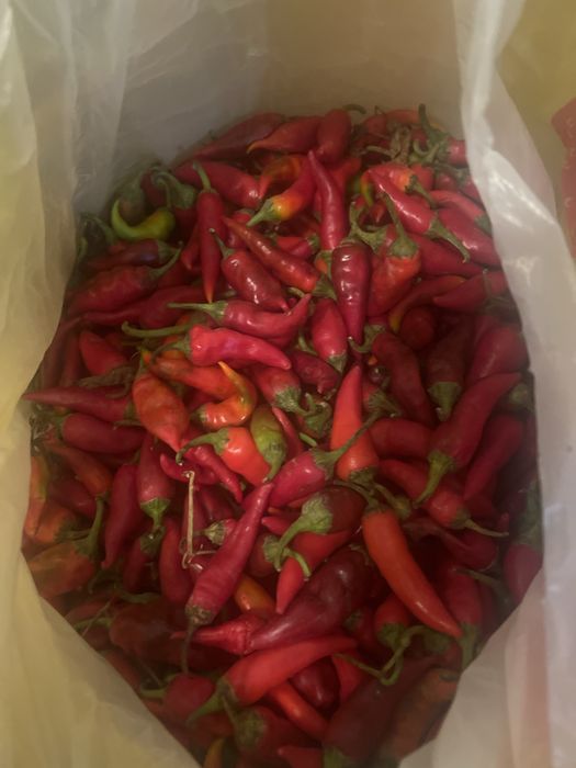 Настоящий горький перец местный