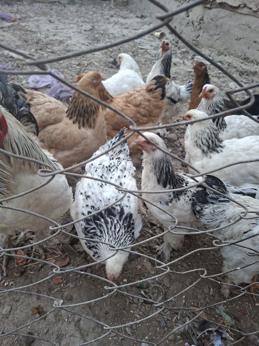 Brama tovuqlar optumga