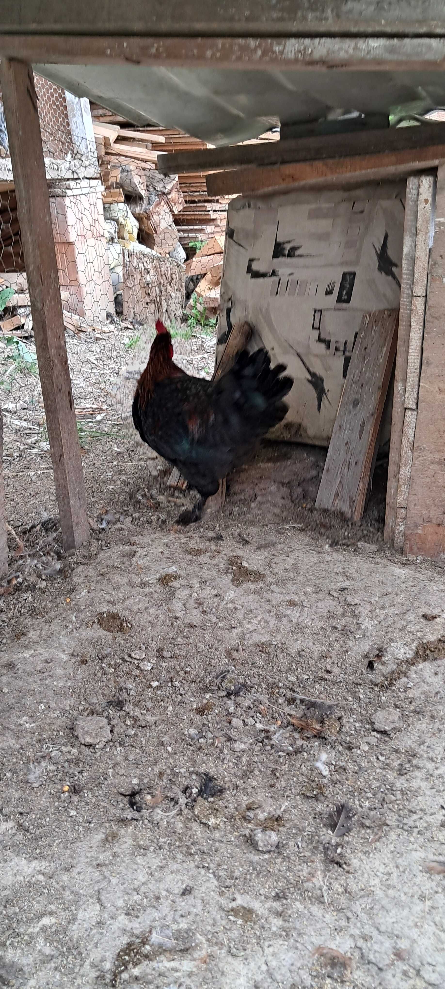 Cocosi Marans Negru Arămiu de anul acesta de vanzare .