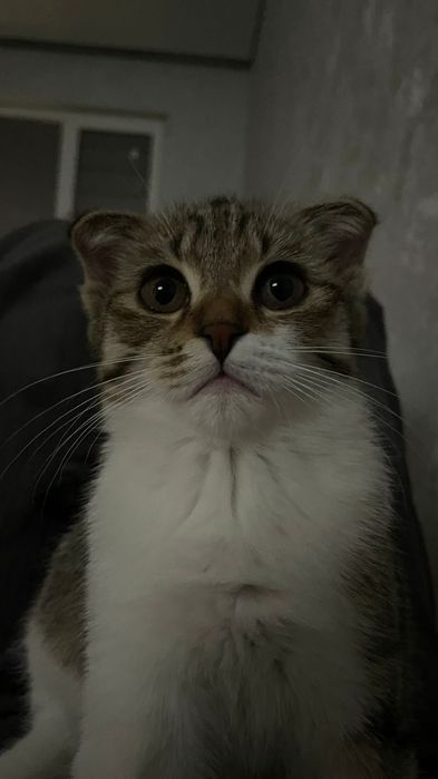 Вислоухий котенок