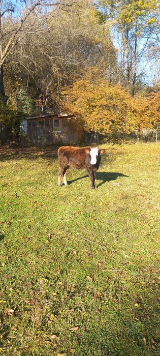 Se vinde .Vitea 8 luni de prasila