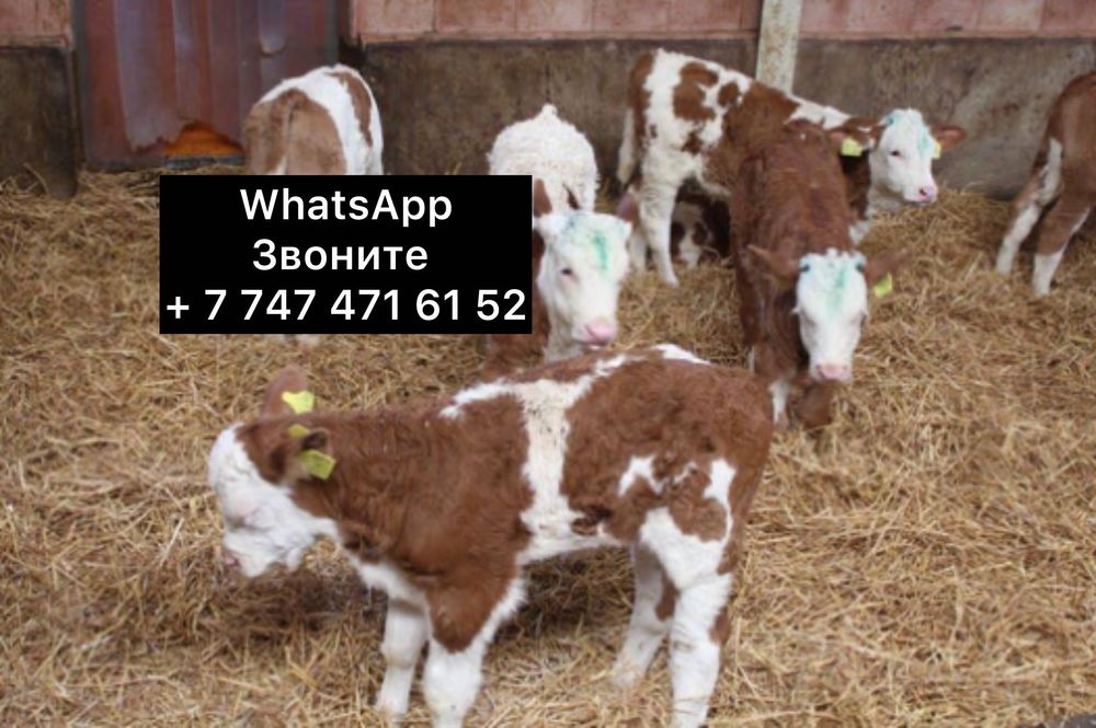 Телята бычки на продажу породисние Цйу