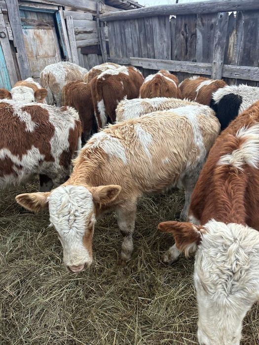 Продам или обмен