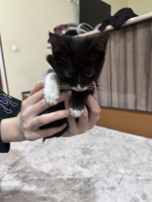 Mushuk pishak sotiladi