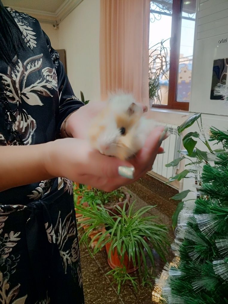 Морская свинка мольчик