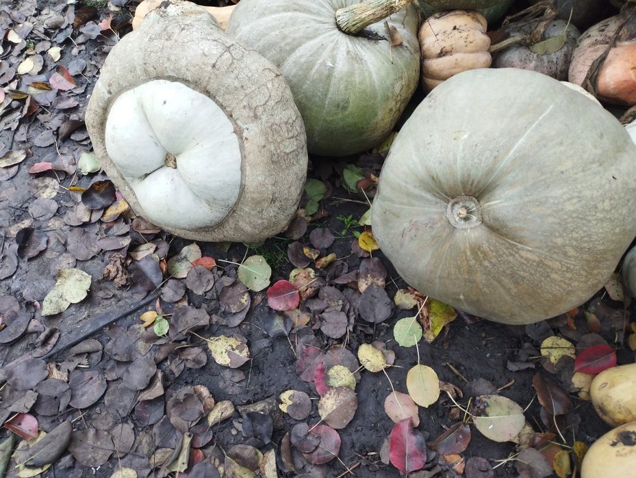 Dovleac foarte bun cantitate mare se poate oferi și factură