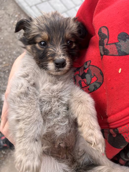 Отдам щенка в добрые руки