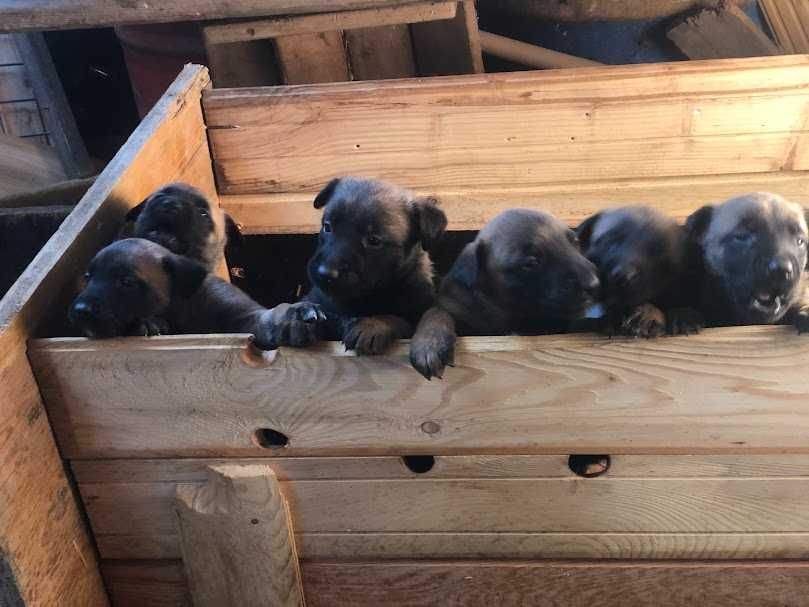 ciobanesc belgian malinois