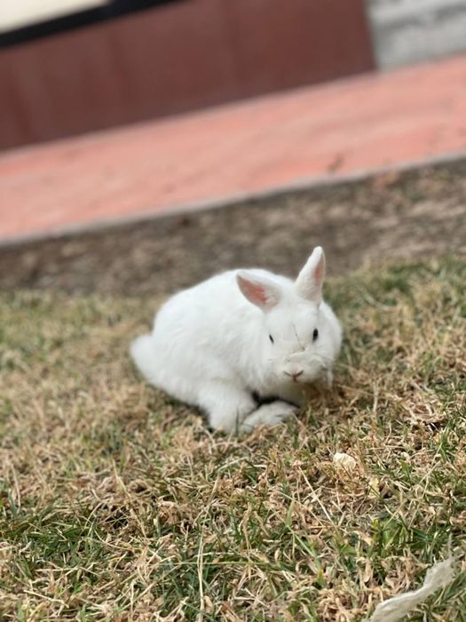 Продается декоративный кролик!