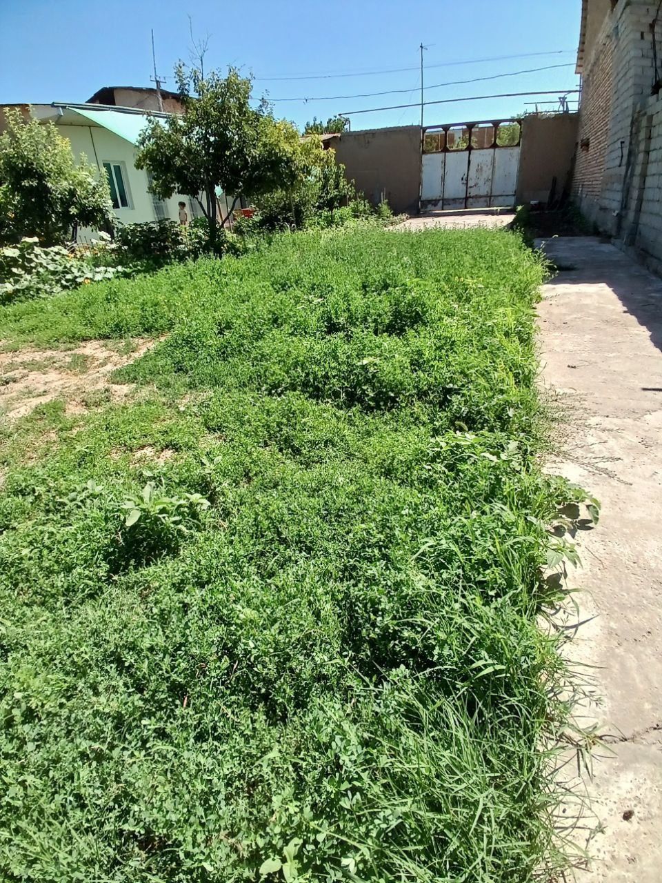 Oltin tepa tutzor da uchastka havas oldidan kirganda