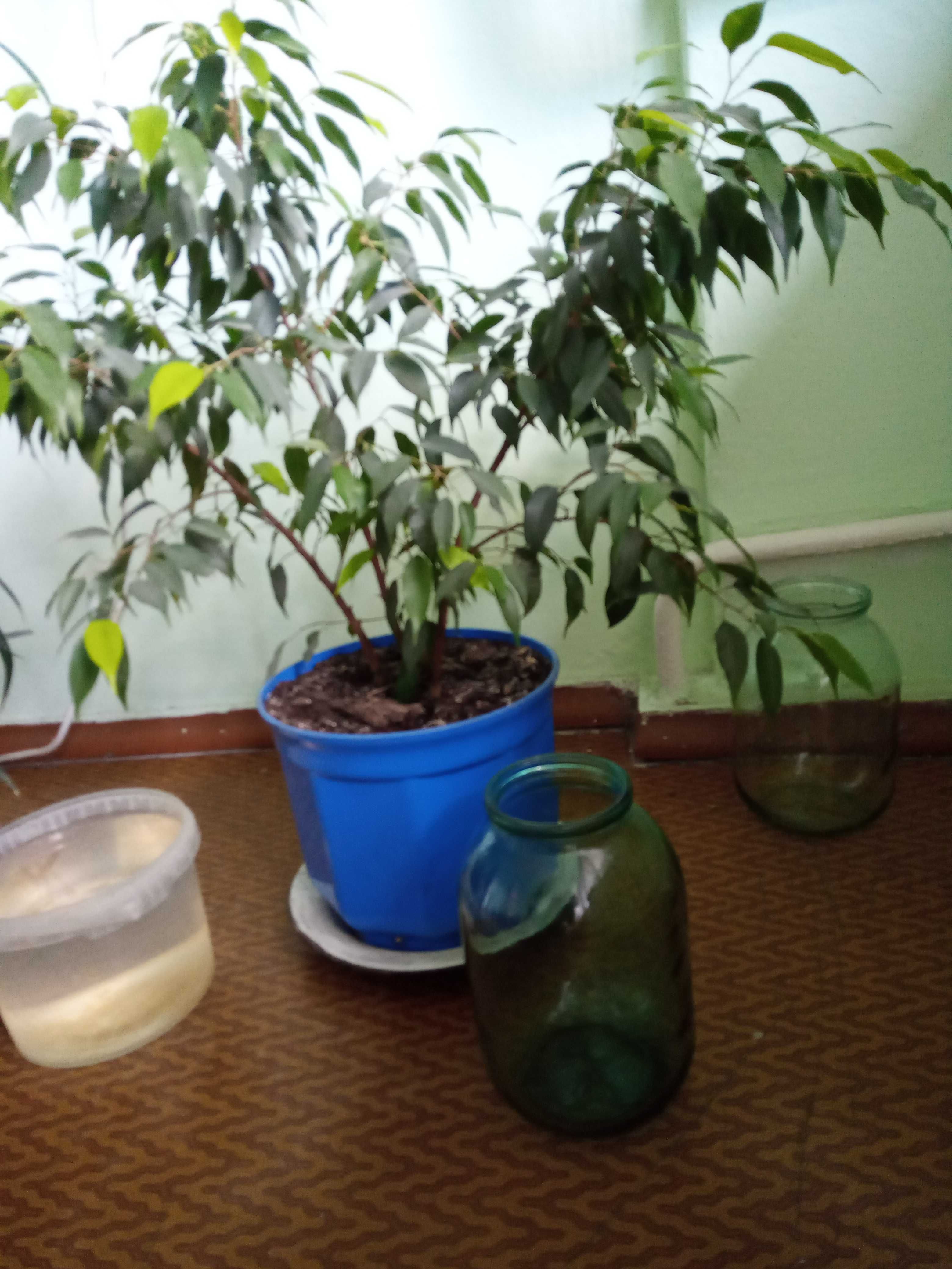 Продается Фикус.