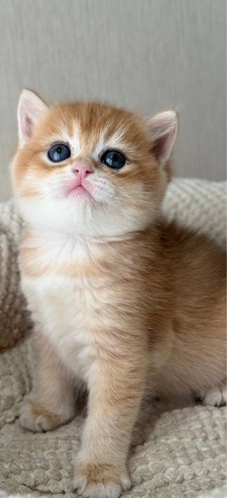 Zolotaya shinshilla ny12 britan sotiladi. O'g'il 1 oylik