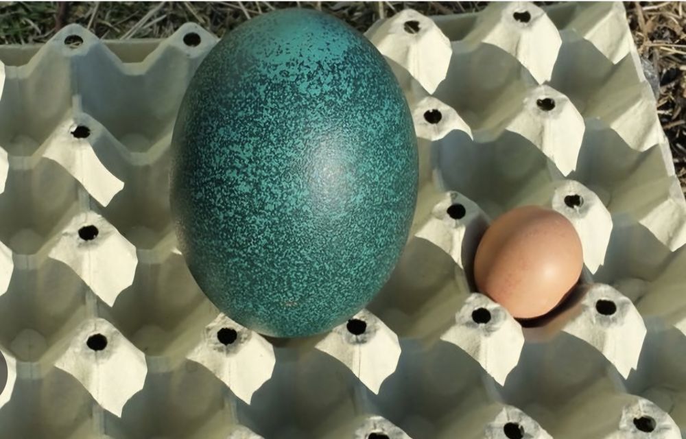 Черупка на яйце от Ему