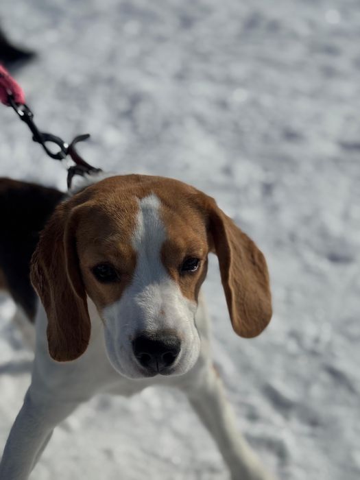 Продам собаку бигль 1,5 года