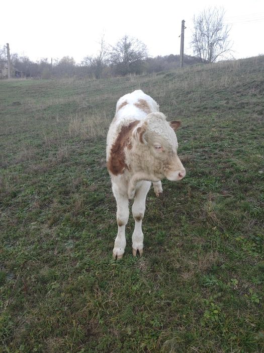 Vând vițel pentru tăiere