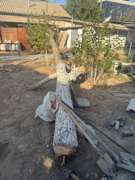 Дерево Орех на дрова или топку. Самовывоз.