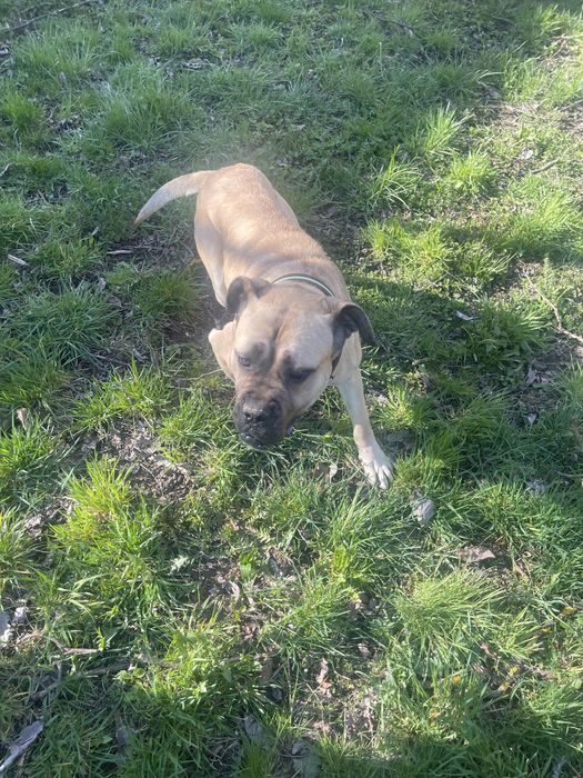 Donez femela cane corso