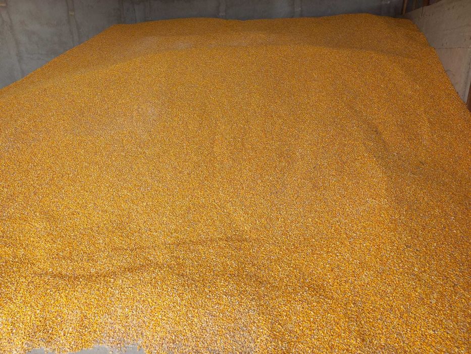 Porumb boabe, orz, grau, mazare, floare,  recolta 2025