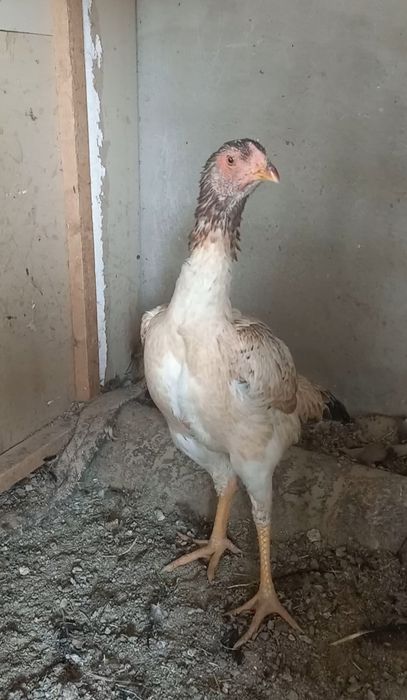 Апрелски жужа товук тоза  йул калтели зотладан