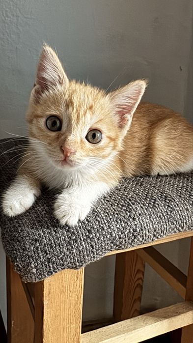 Отдам котенка, мальчик.