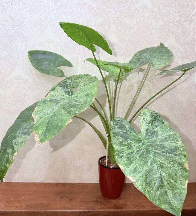 Алоказия, комнатные растения, комнатные цветы