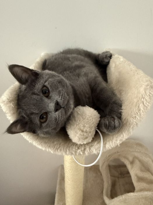 Pisica jucausa si dragalasa