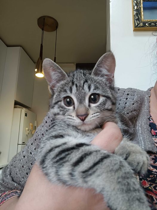 Котята домашние, сладкие