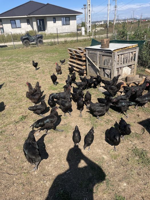 Vand  familie de gaini australorp.