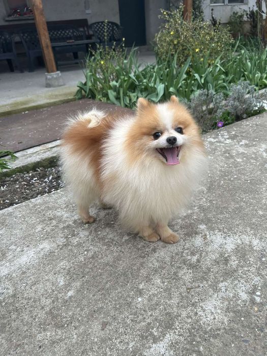 Померан - мини шпиц 3кг.