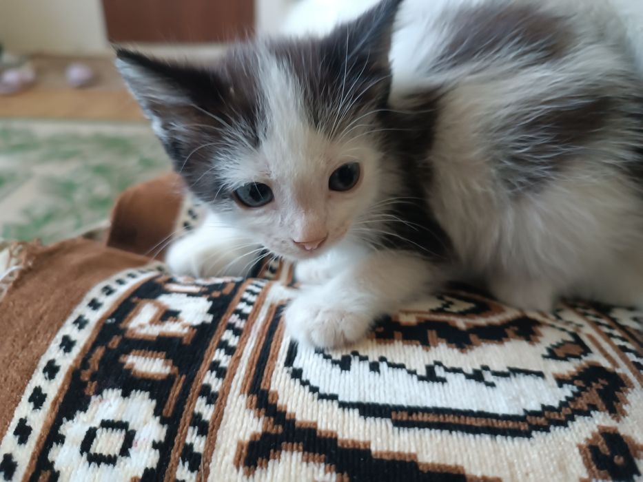 Отдам котенка девочку в добрые руки