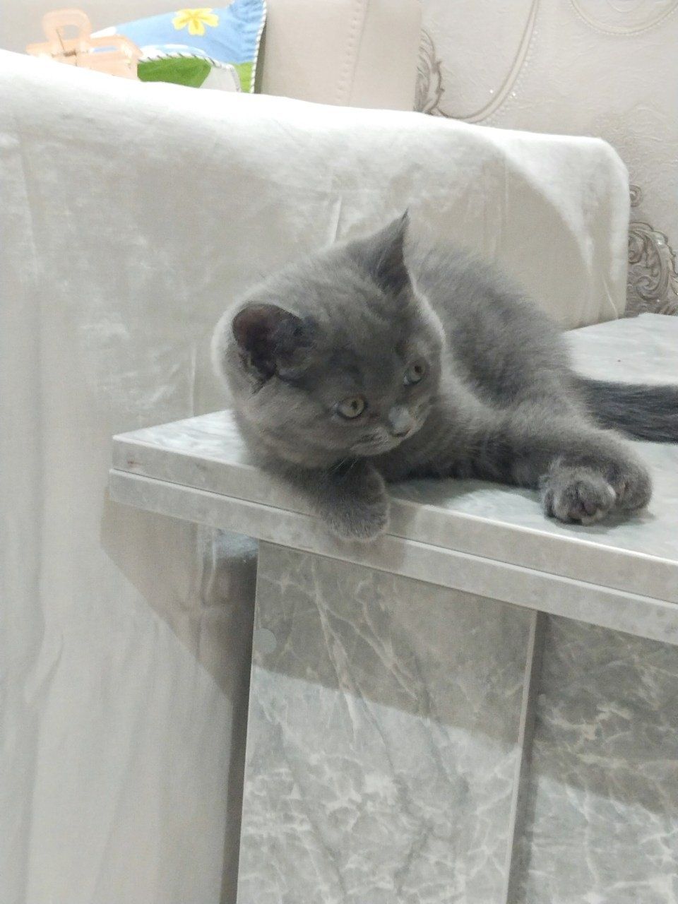 Продается котенок, девочка. Скотиш страйт.