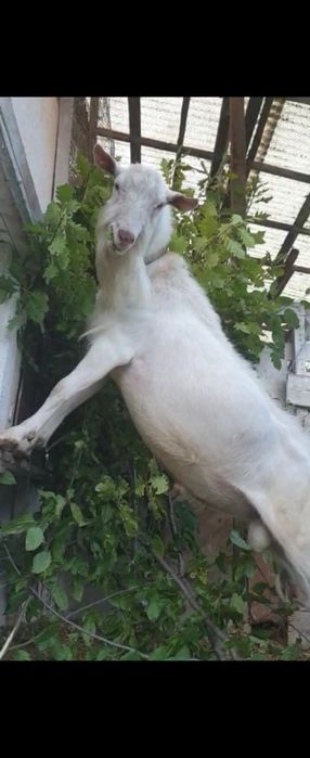 Tap Saanen cu pedigree