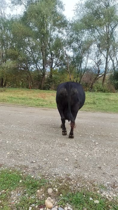 Vând vacă rasa Angus cu certificat de origine cu vițea de 3 săptămâni
