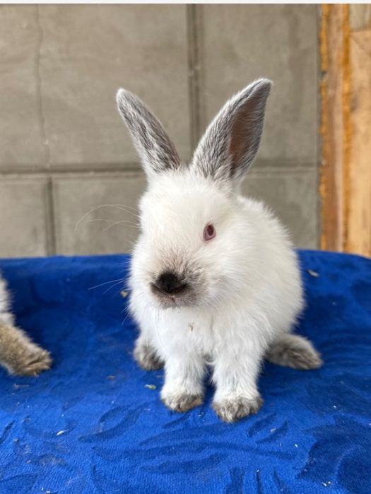 Assalomu alaykum quyon sotilad