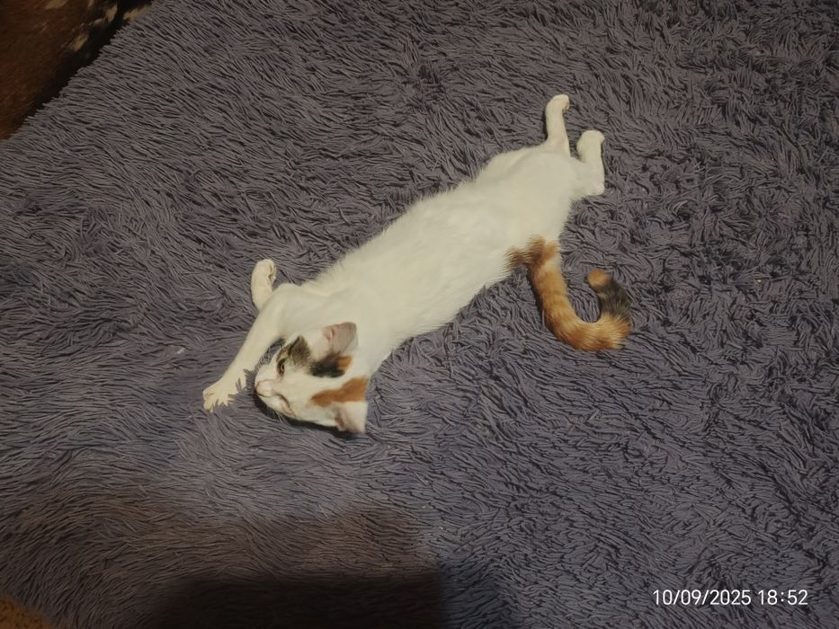 Pisicuța caută stăpân