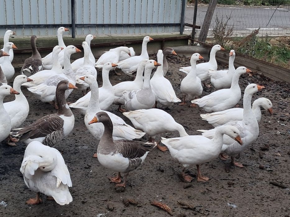 Vând gâște tinere.
