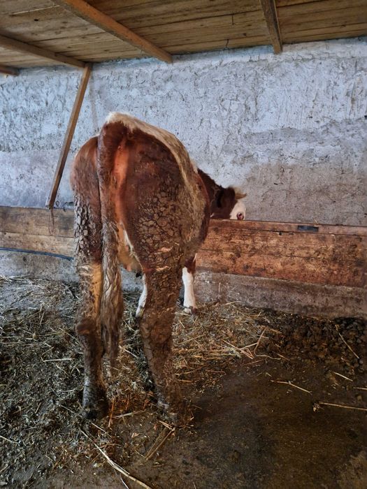 Vand doua junele gestante in luni mari !!