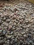 DN BAITS-Nadă Fishmeal/Halibut & Pelete 4 mm