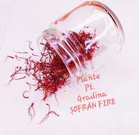 Sofran fire - Crocus Sativus