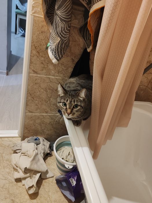 Отдам кота даром