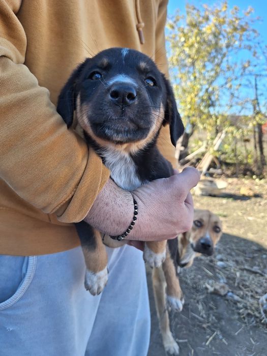 Catelusi spre adopție