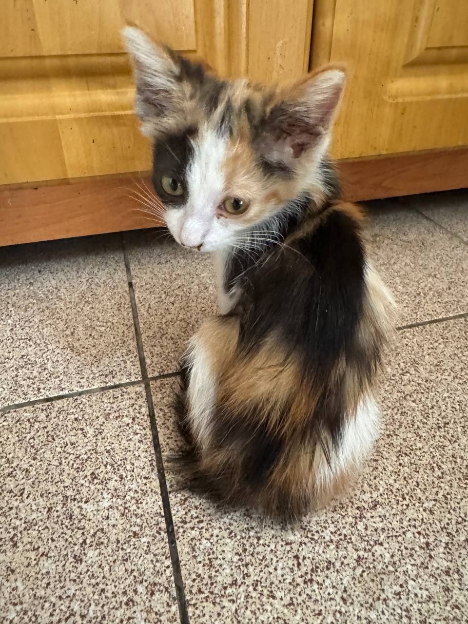 Котята ищут дом и хороших хозяев