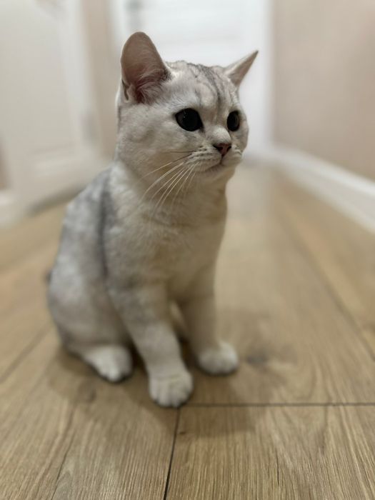 Котенок шотландец