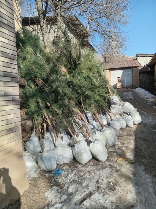 Крим арча кучатлари сотилади