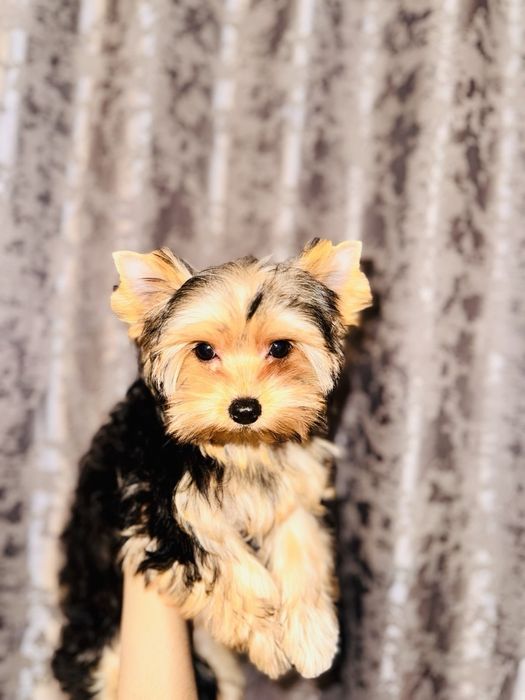 Щенок Йорширского терьера