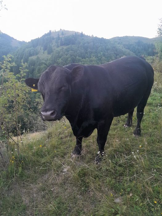 Vând taur rasa Angus